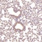 Anti-Cyclin B1 CCNB1 Rabbit Monoclonal Antibody